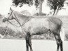 stallion Fastnet Rock xx (Thoroughbred, 1947, from Ocean Swell xx)