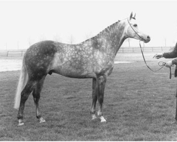 stallion Prince Jack xx (KWPN (Royal Dutch Sporthorse), 1973, from Pentathlon xx)