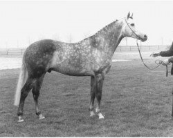 stallion Prince Jack xx (KWPN (Royal Dutch Sporthorse), 1973, from Pentathlon xx)