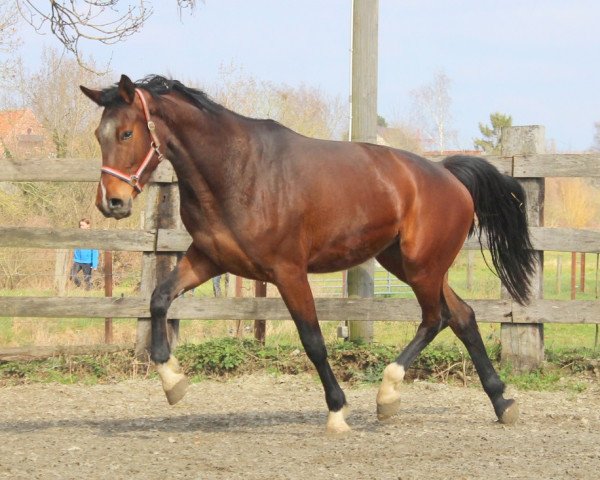 jumper Jade (KWPN (Royal Dutch Sporthorse), 2014, from Zavall VDL)