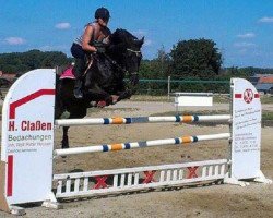 dressage horse Latino 223 (German Riding Pony, 2002, from Shaitan ox)