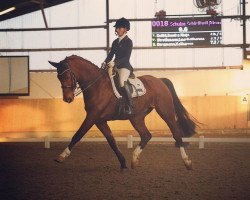 dressage horse Aston 14 (Westphalian, 2008, from Avec Coeur 6)