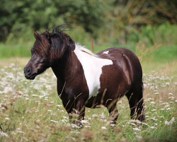 Dressurpferd Odi (Shetland Pony, 2011, von Othello)