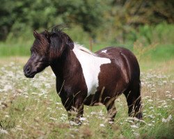 dressage horse Odi (Shetland Pony, 2011, from Othello)