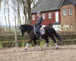 broodmare Noblesse (German Riding Pony, 1995, from Nadler II)