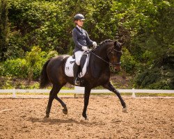 dressage horse La Perla Brillante (Hanoverian, 2012, from Londontime)