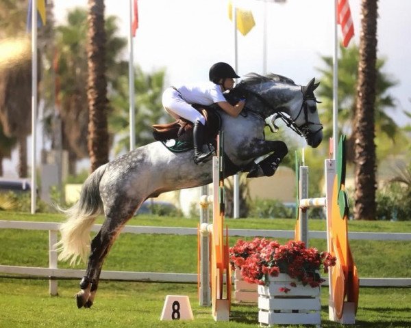 jumper Hooligan (Zangersheide riding horse, 2007, from Heartbreaker)