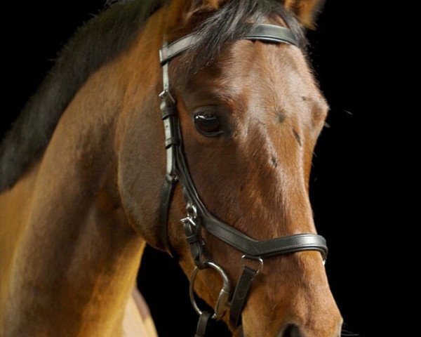 dressage horse Descarato G. (German Riding Pony, 2011, from Reitland's Diamond Hit)