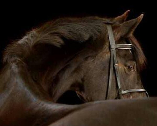 Pferd La Hoya S (Holsteiner, 1996, von Linaro)
