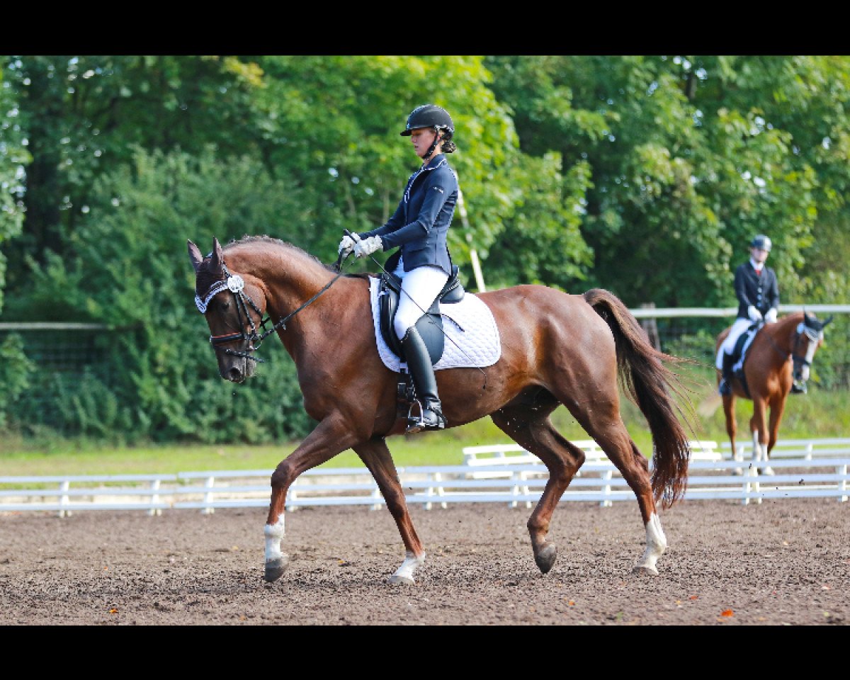dressage horse Beaujolais 31 (Hanoverian, 2010, from Bonifatius)