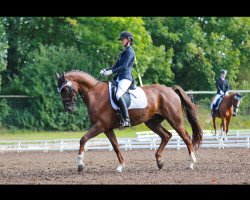 dressage horse Beaujolais 31 (Hanoverian, 2010, from Bonifatius)