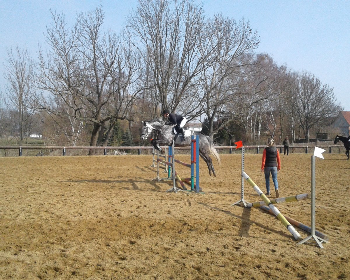 Springpferd Finesse d'esprit 3 (Holsteiner, 2011, von Cassito)