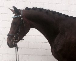 dressage horse Ruby (German Sport Horse, 2014, from Rosenstein)