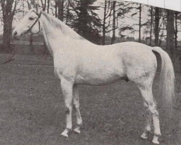 stallion Baczyn xx (Thoroughbred, 1932, from Mah Jong xx)