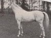 stallion Baczyn xx (Thoroughbred, 1932, from Mah Jong xx)