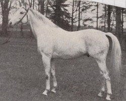 stallion Baczyn xx (Thoroughbred, 1932, from Mah Jong xx)