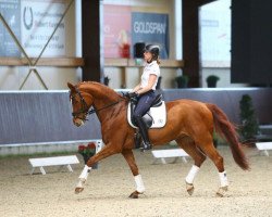 broodmare Bella Blocksberg (Oldenburg, 2007, from Belissimo NRW)