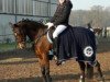 jumper Muffin fleur (German Riding Pony, 2009, from Miraculix)