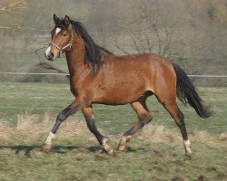 Pferd Make Me Happy (Deutsches Reitpony, 2016, von The Braes My Mobility)