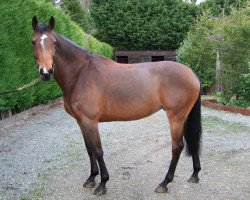 broodmare Peukarla V (KWPN (Royal Dutch Sporthorse), 1997, from Indoctro)