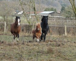 Dressurpferd Millstone Pennylane (Welsh-Cob (Sek. D), 1991, von Derwen Ribbon of Blue)