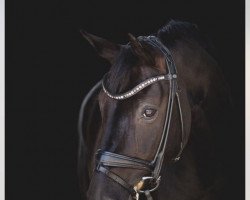 dressage horse Dior 120 (Oldenburg, 2001, from Don Gregory)