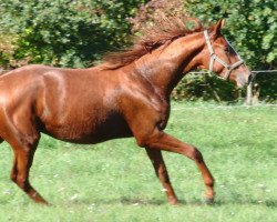 dressage horse Herztraum (Trakehner, 2005, from Sixtus)