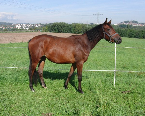 broodmare Schwalbenkönigin (Trakehner, 2008, from Summertime)