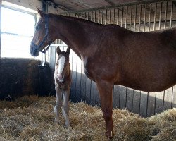 broodmare Paraplui (Bavarian, 2000, from Carlando I)