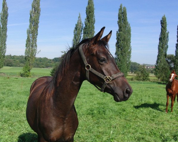 dressage horse Schwalbenprinz 5 (Trakehner, 2009, from Lord Luciano 2)