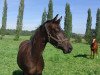 dressage horse Schwalbenprinz 5 (Trakehner, 2009, from Lord Luciano 2)