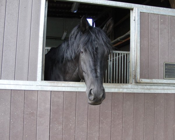 Pferd Herzenswusch (Trakehner, 2007, von Tambour)