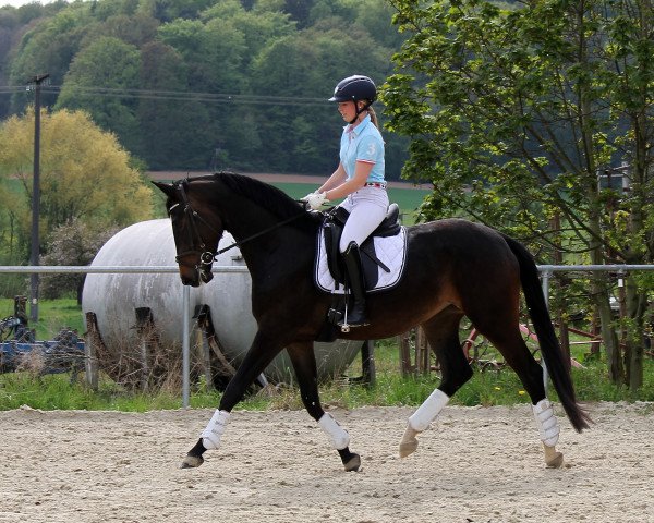 dressage horse Schwalbensternchen (Trakehner, 2012, from All Inclusive)