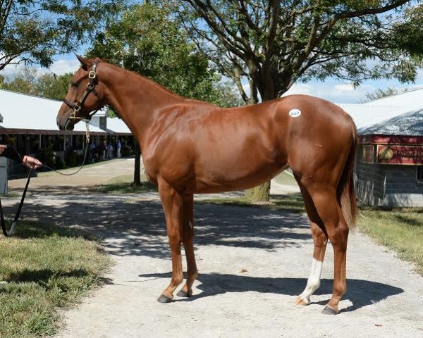 broodmare Anonymity xx (Thoroughbred, 2014, from Tapit xx)