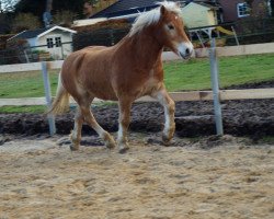 horse Wittali (Haflinger, 1998, from Wilddieb)