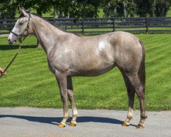 broodmare R Lady Joy xx (Thoroughbred, 2014, from Hansen xx)