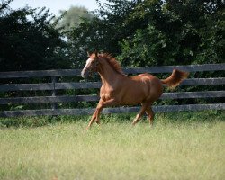 stallion Atlas Valley xx (Thoroughbred, 2014, from Hansen xx)