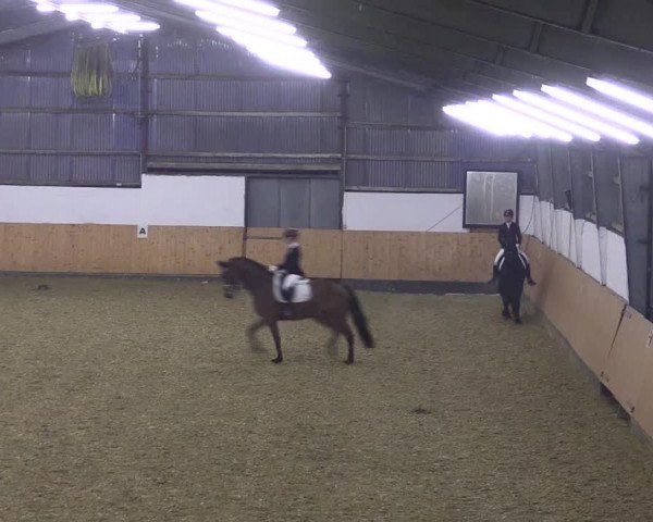 Reitturnier Datteln 2021