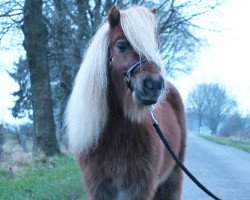 horse Drago vom Ellernbrook (Shetland pony (under 87 cm), 2008, from Meechlands Dragon Fly)