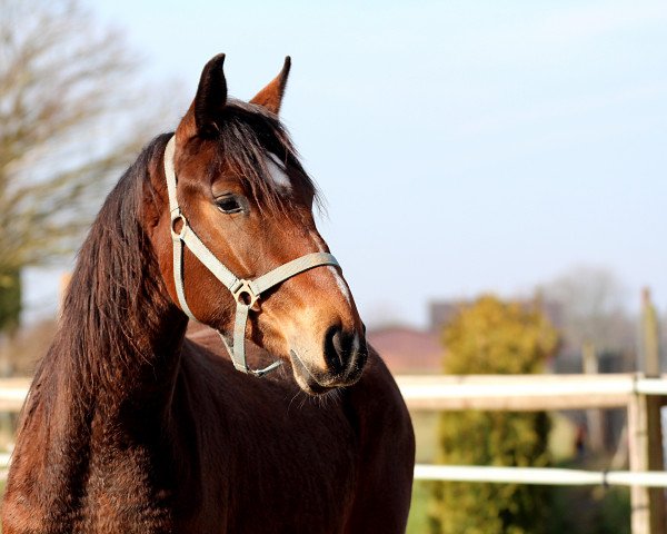 dressage horse Solaris D (Westphalian, 2016, from Samico F)