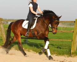 broodmare Vienna Weissena (Oldenburg, 2014, from Vivaldi)