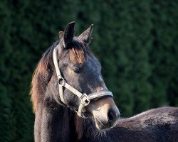 Springpferd Baloufino (Westfale, 2017, von Balous Bellini)