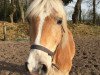 Pferd Alvis Almrocker (Haflinger, 2001, von Almbube)