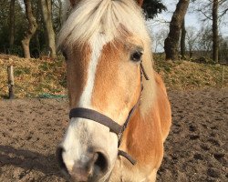 horse Alvis Almrocker (Haflinger, 2001, from Almbube)