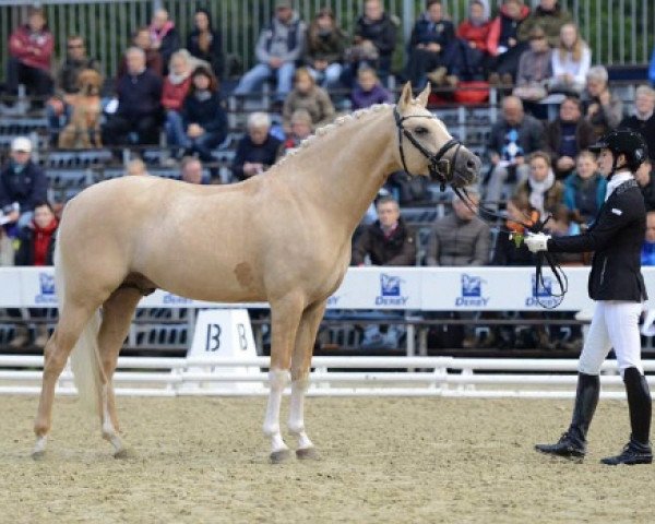 stallion Dating At NRW (German Riding Pony, 2012, from Dimension AT NRW)