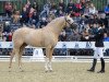 stallion Dating At NRW (German Riding Pony, 2012, from Dimension AT NRW)