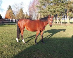 broodmare Annabelle (Mecklenburg, 2005, from Amboseli)