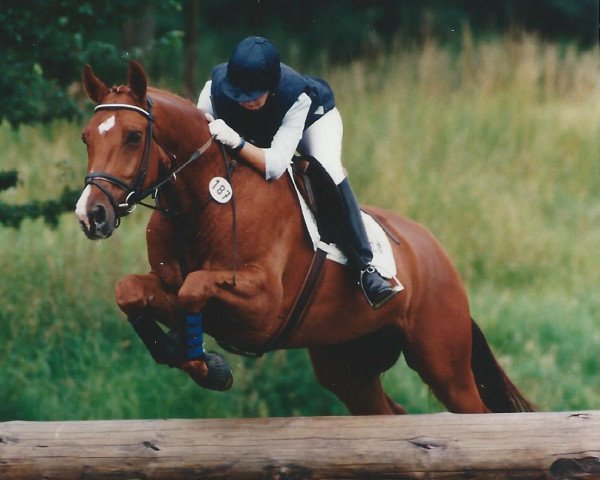 Pferd Karokönig (Trakehner, 1991, von Rockefeller)