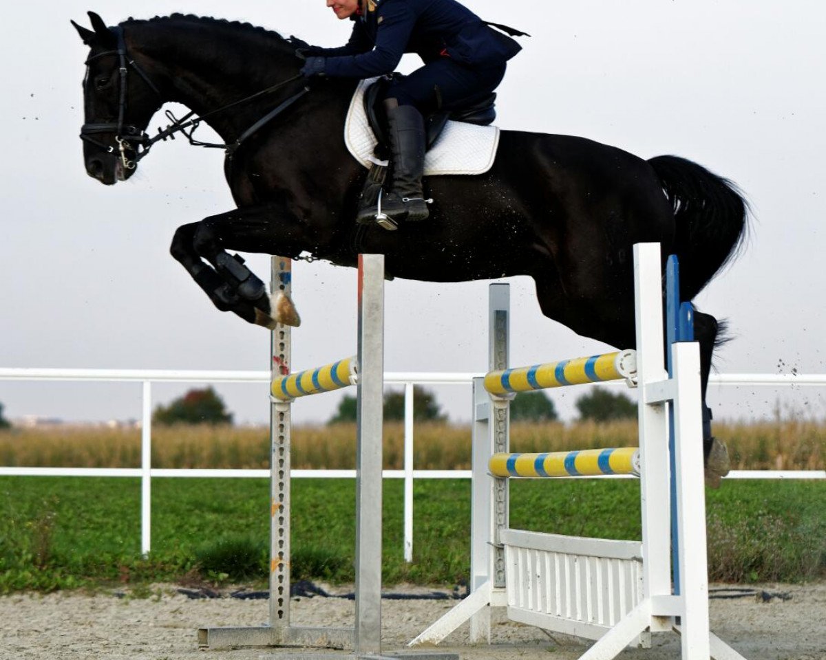 dressage horse Rimmon Hadad (Westphalian, 2005, from Rubinero 2)