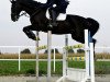 dressage horse Rimmon Hadad (Westphalian, 2005, from Rubinero 2)